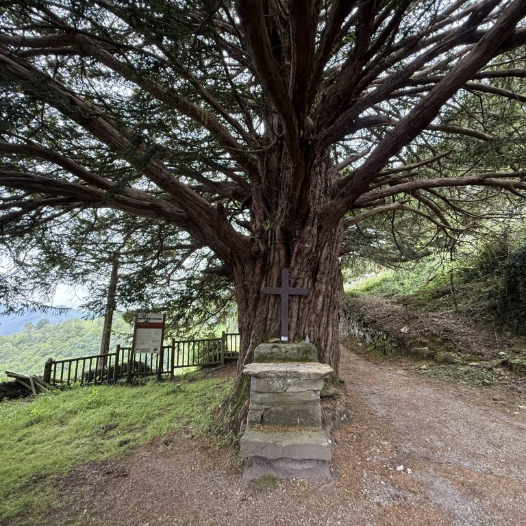 TEJO MILENARIO DE SANTA COLOMA-ALLANDE