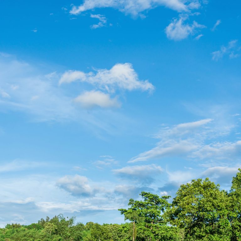 Green trees against the blue sky and white clouds float in the sky on a clear day